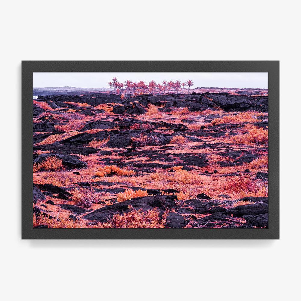 Rosa Mundi 10