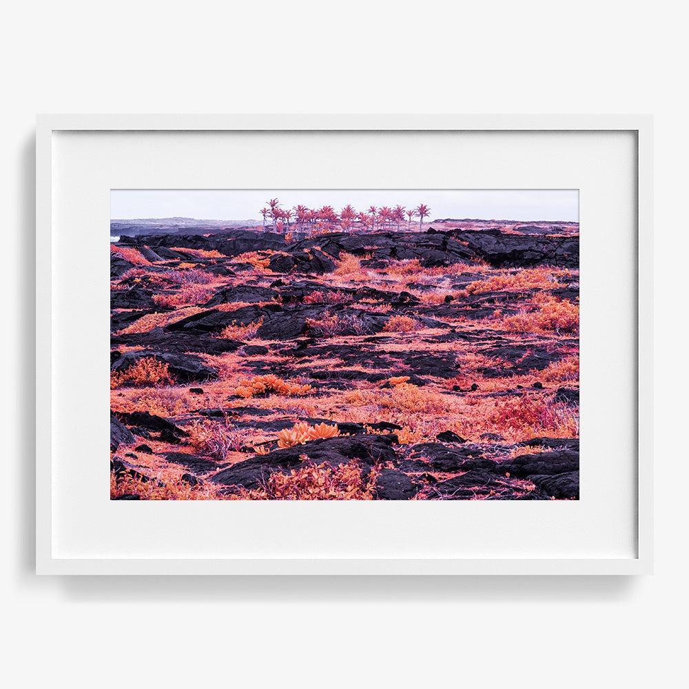 Rosa Mundi 10