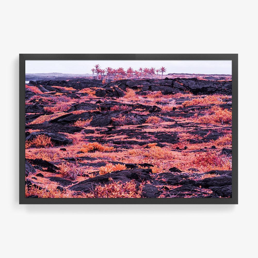 Rosa Mundi 10