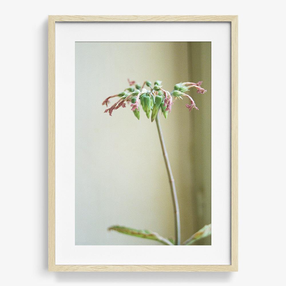 Photograph by Johanna Tagada Hoffbeck