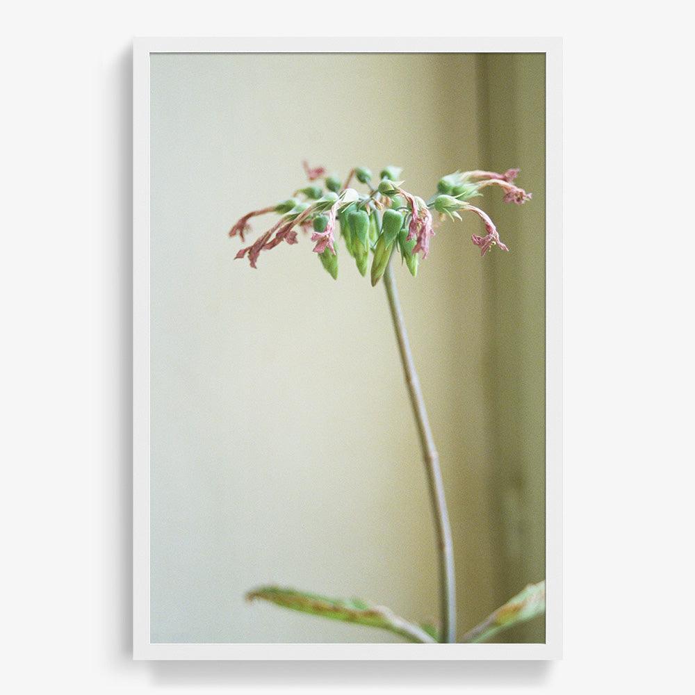 Photograph by Johanna Tagada Hoffbeck
