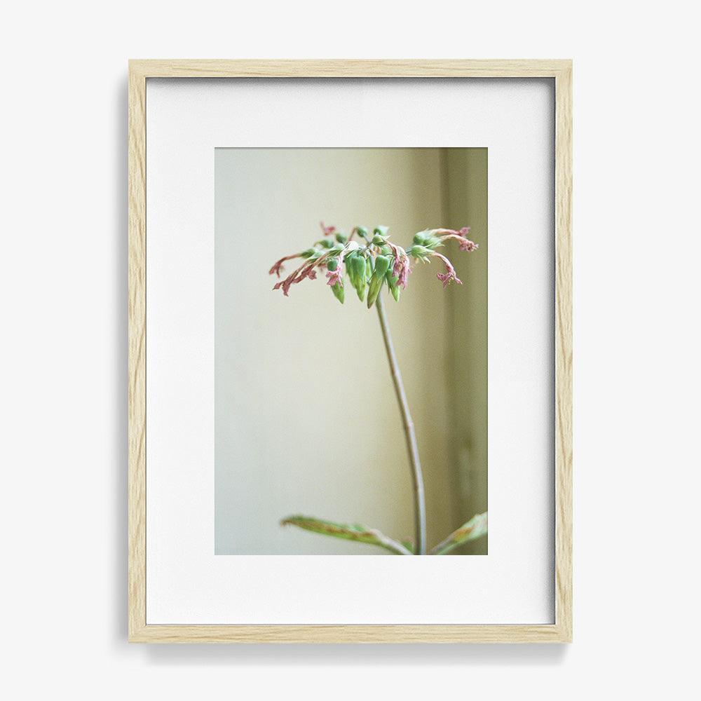 Photograph by Johanna Tagada Hoffbeck