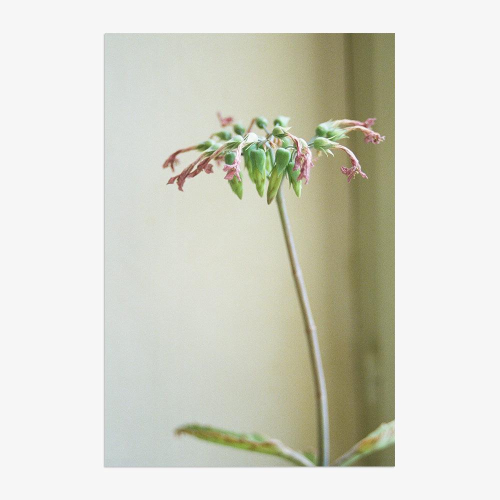Photograph by Johanna Tagada Hoffbeck