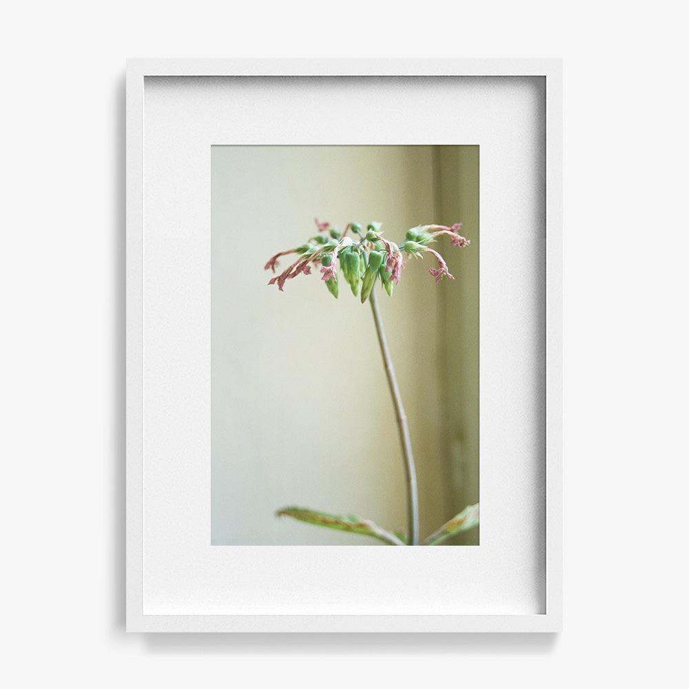 Photograph by Johanna Tagada Hoffbeck