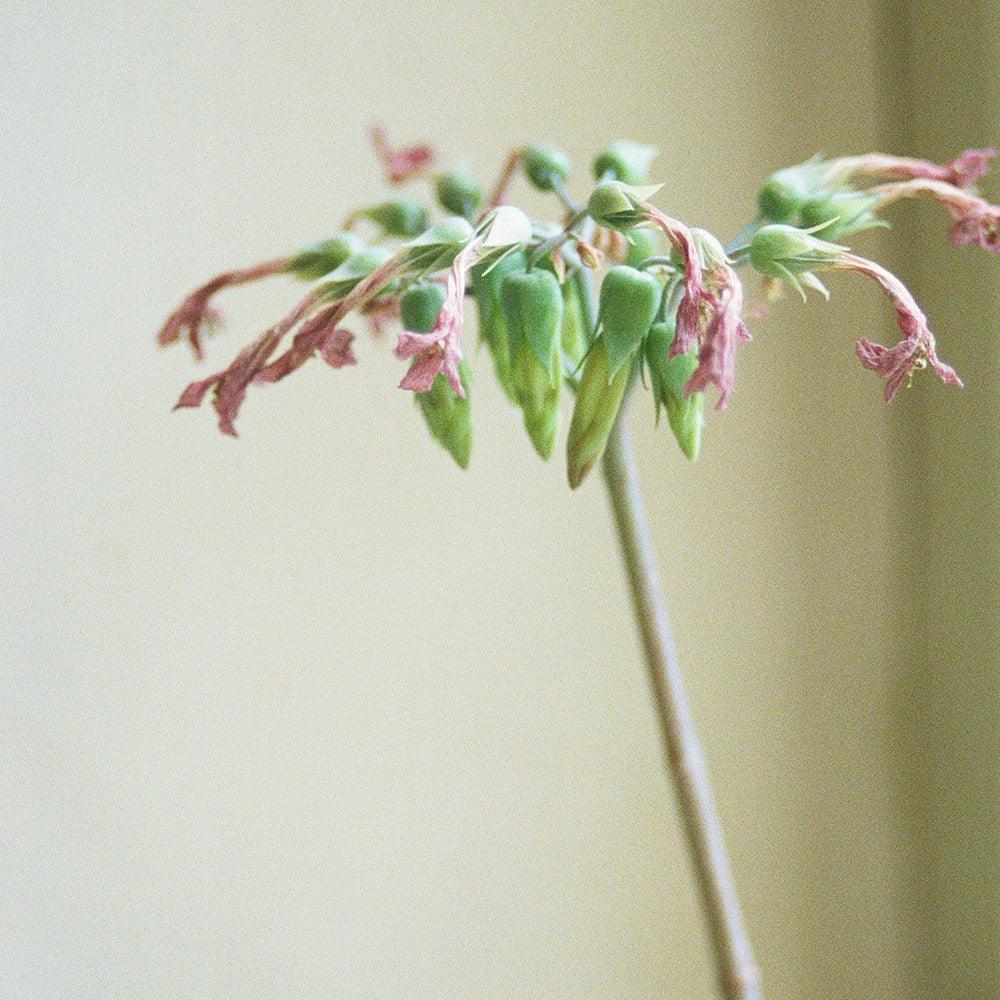 Photograph by Johanna Tagada Hoffbeck