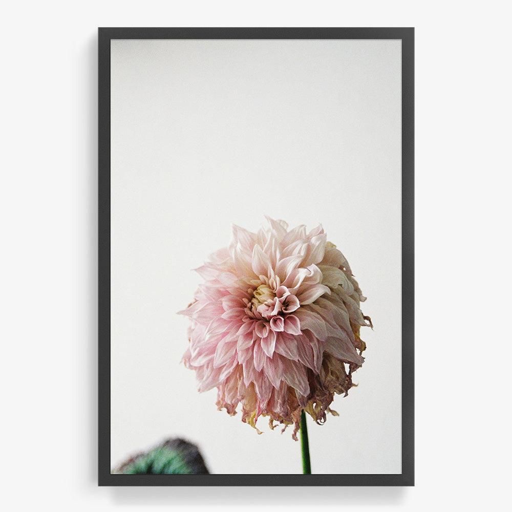 Dahlia, Photograph  by  Dahlia Tappan