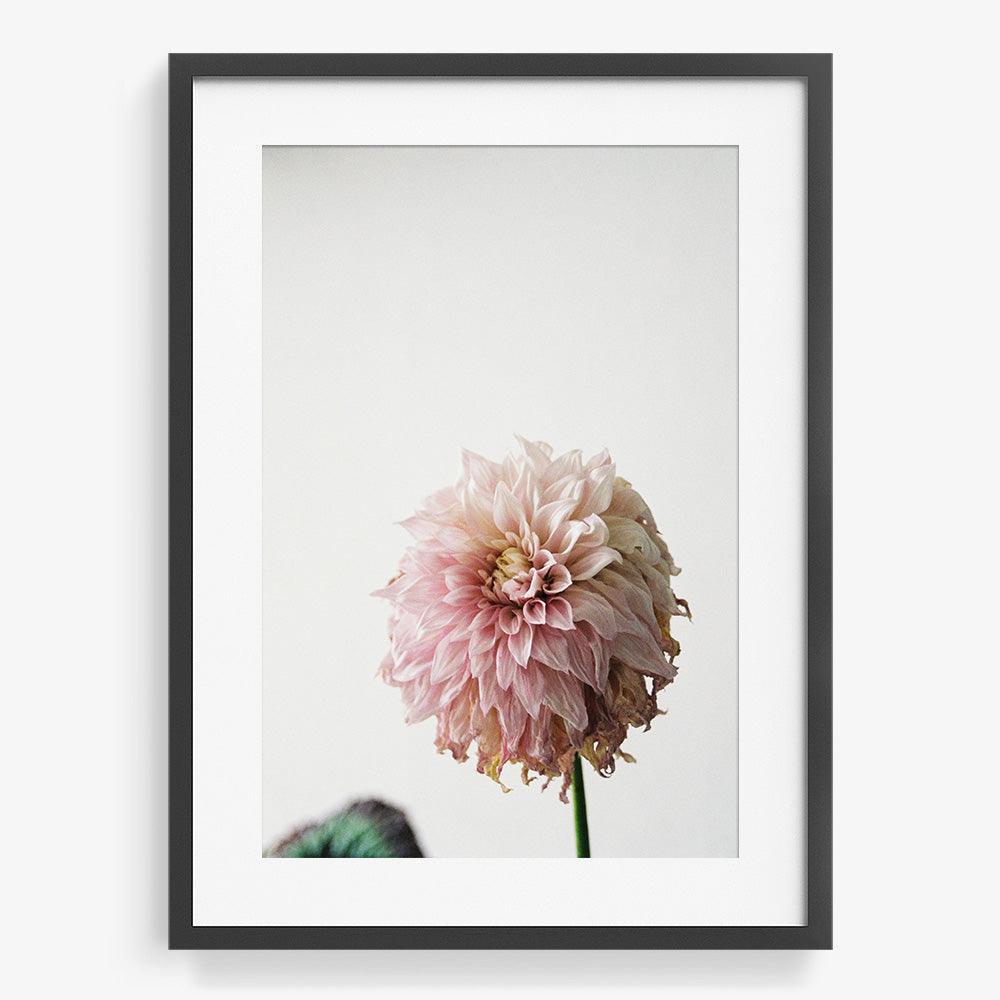 Photograph by Johanna Tagada Hoffbeck