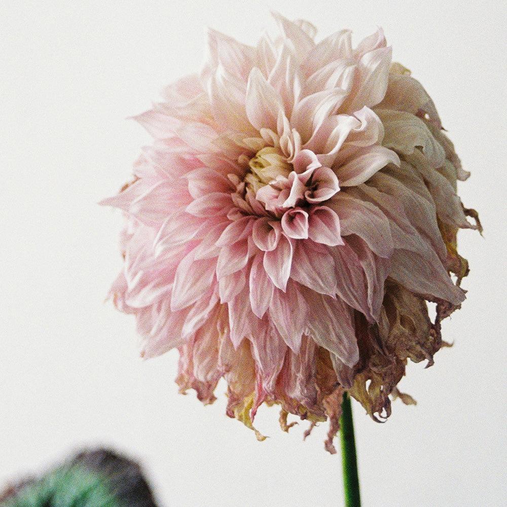 Dahlia, Photograph  by  Dahlia Tappan