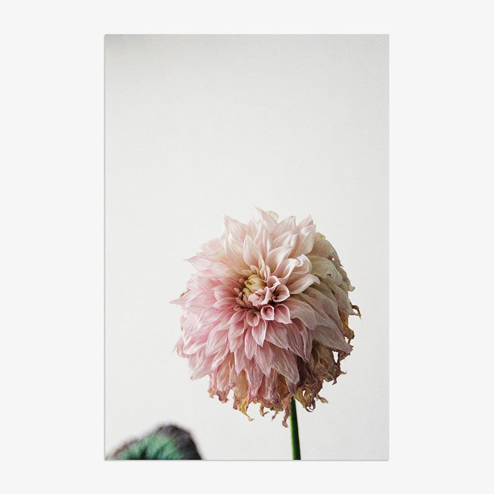 Dahlia, Photograph  by  Dahlia Tappan