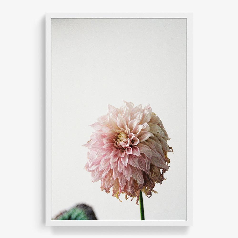 Dahlia, Photograph  by  Dahlia Tappan