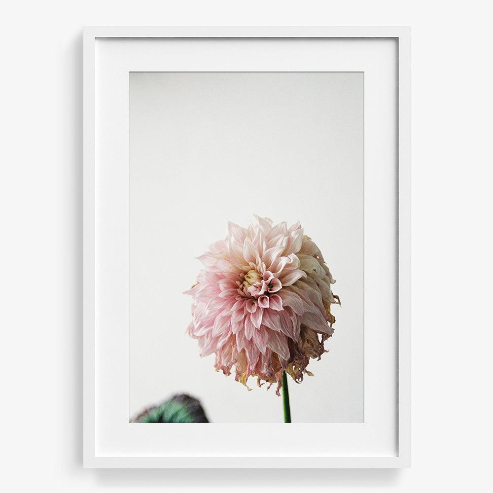 Dahlia, Photograph  by  Dahlia Tappan