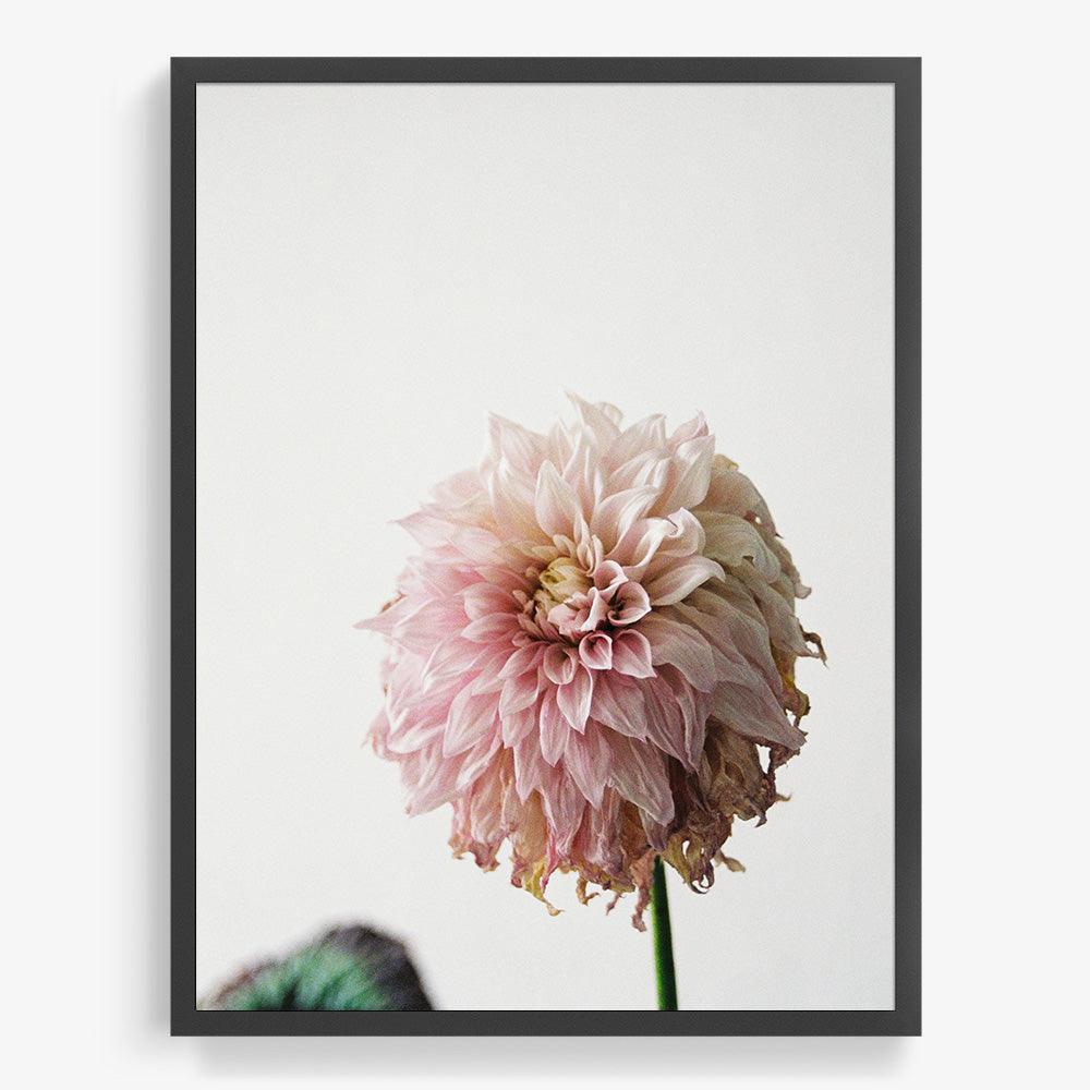 Dahlia, Photograph  by  Dahlia Tappan