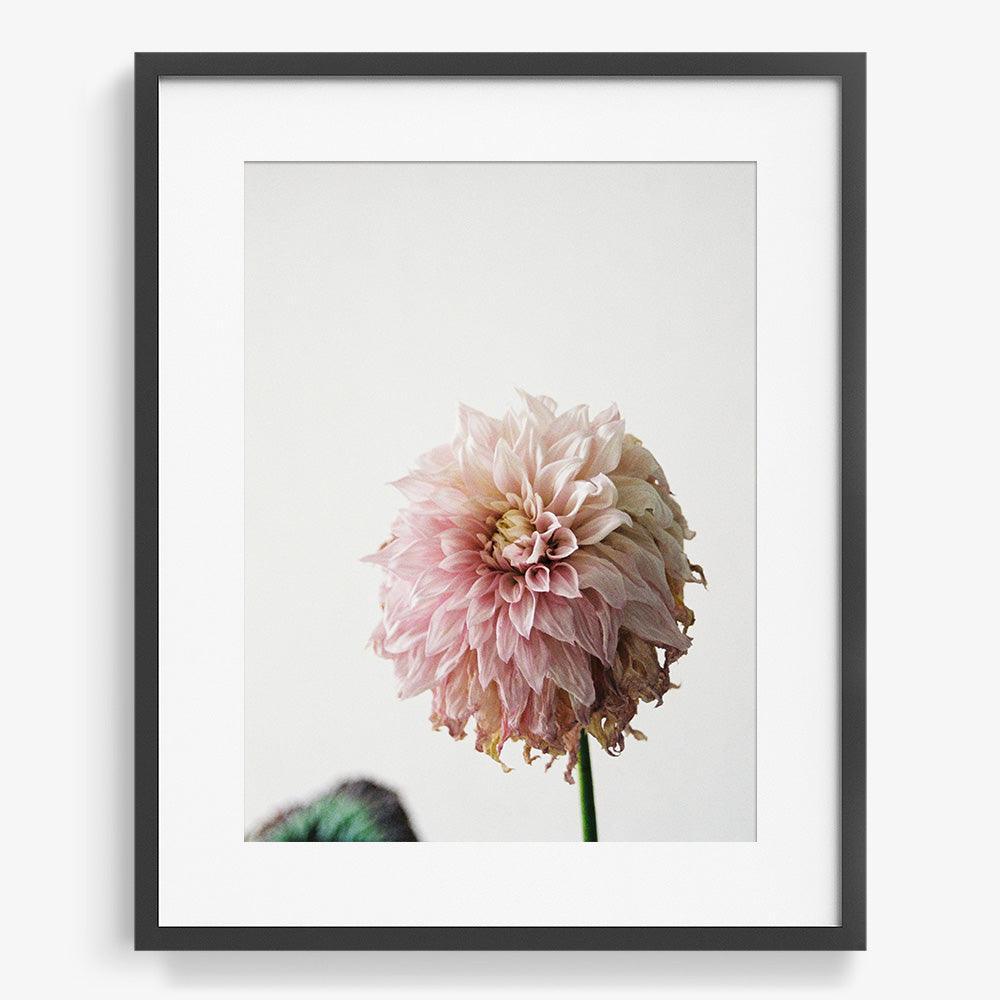 Dahlia, Photograph  by  Dahlia Tappan