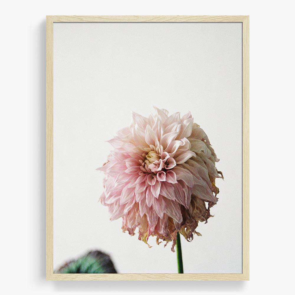 Dahlia, Photograph  by  Dahlia Tappan