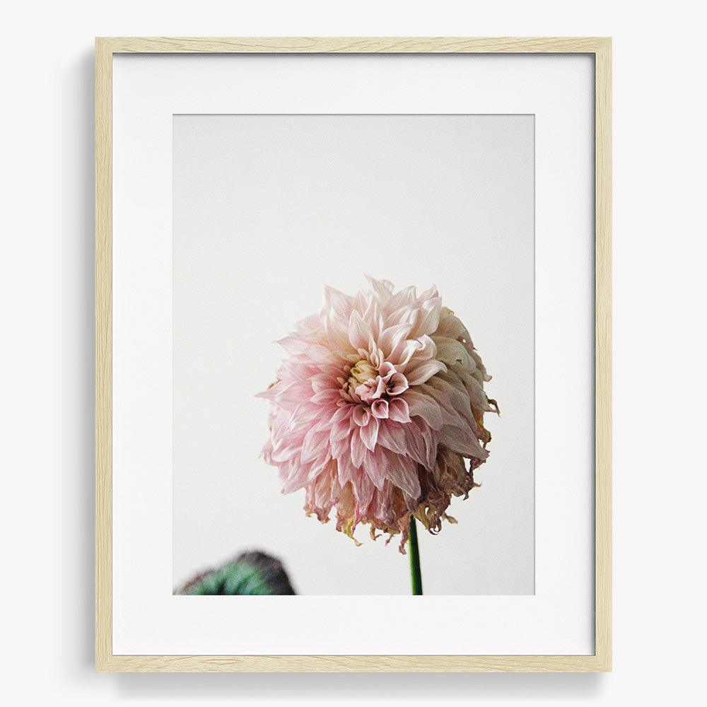 Dahlia, Photograph  by  Dahlia Tappan