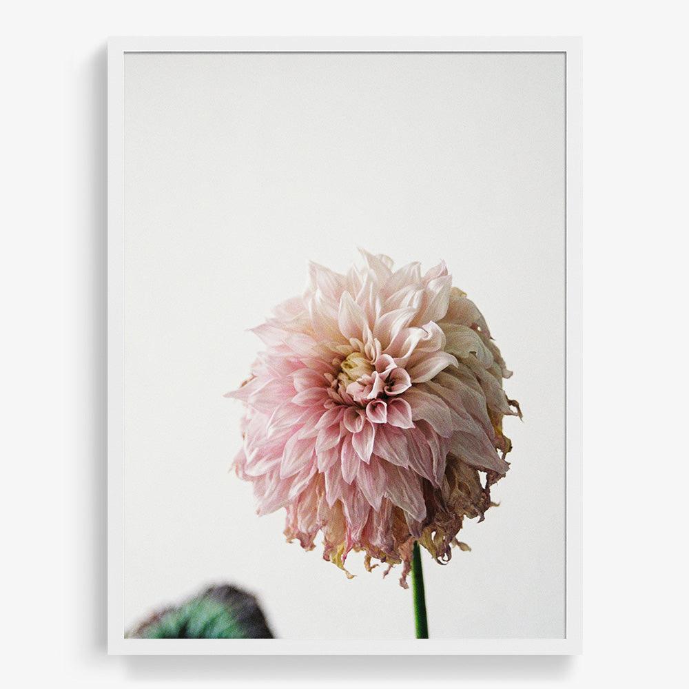 Dahlia, Photograph  by  Dahlia Tappan