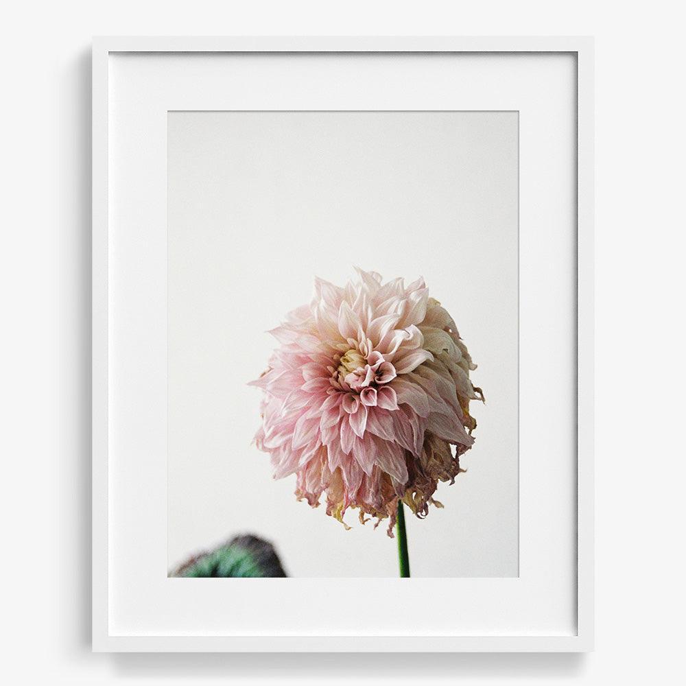 Dahlia, Photograph  by  Dahlia Tappan