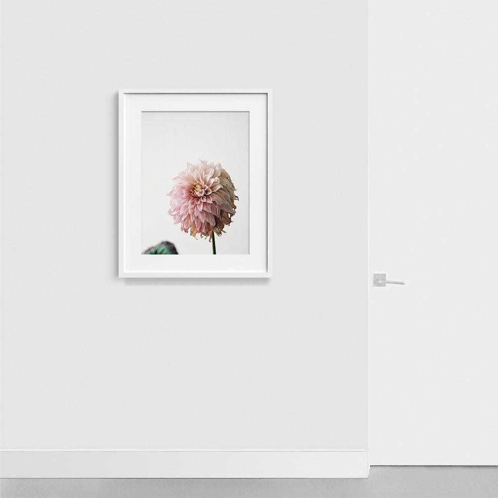 Dahlia , Photograph by Dahlia Tappan