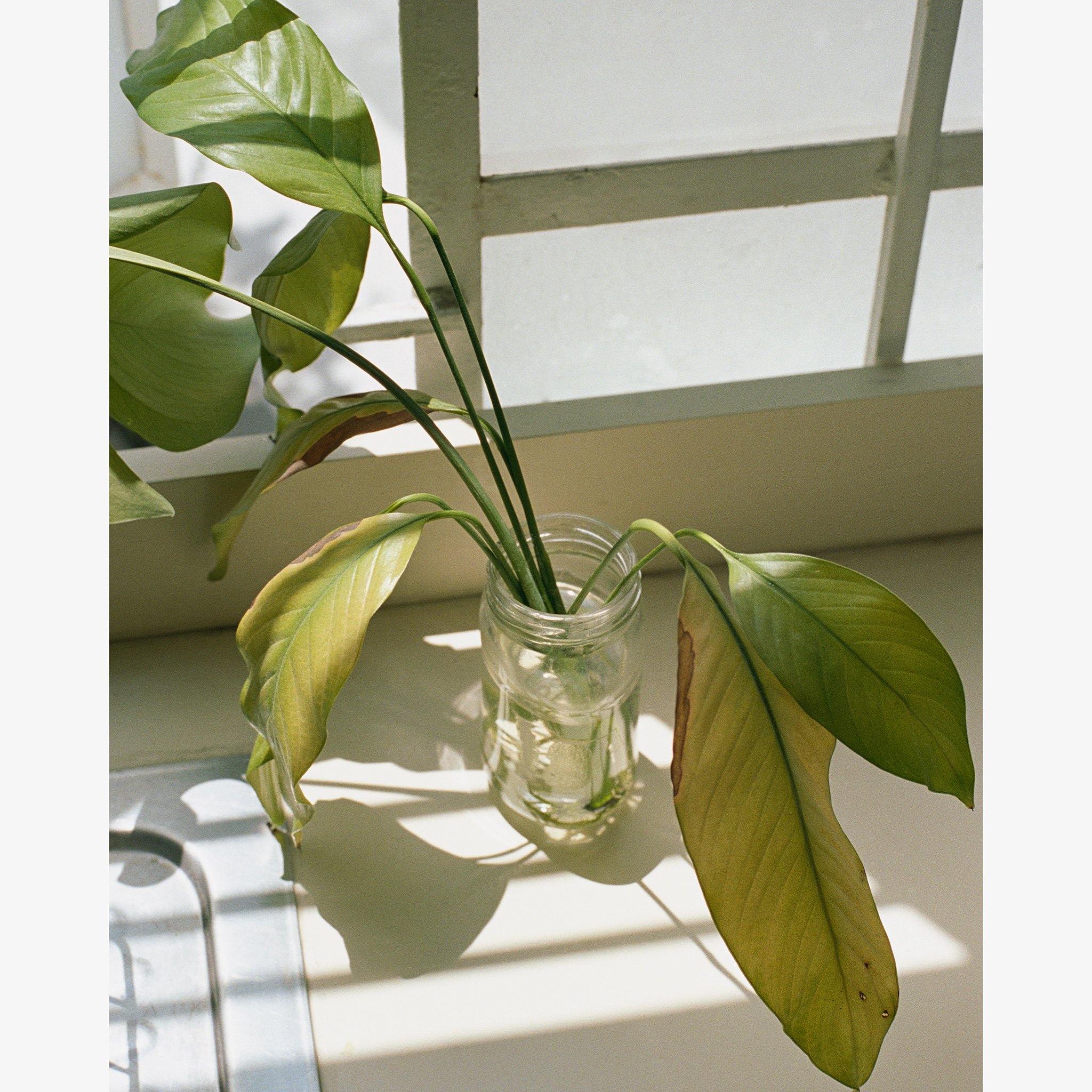 Counter Plant, Photography  by  Counter Plant Tappan