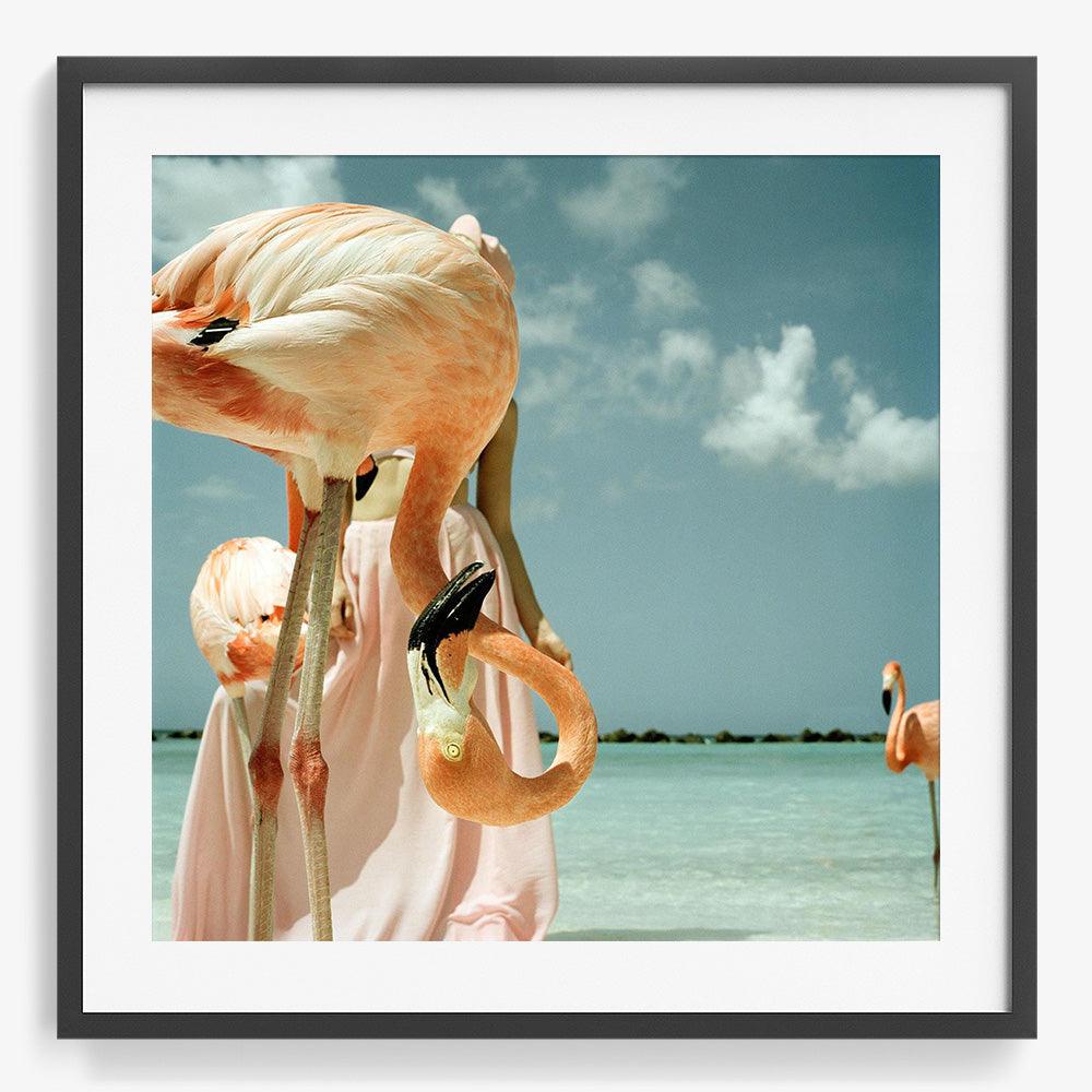 Flamingo 1, Photograph  by  Flamingo 1 Tappan