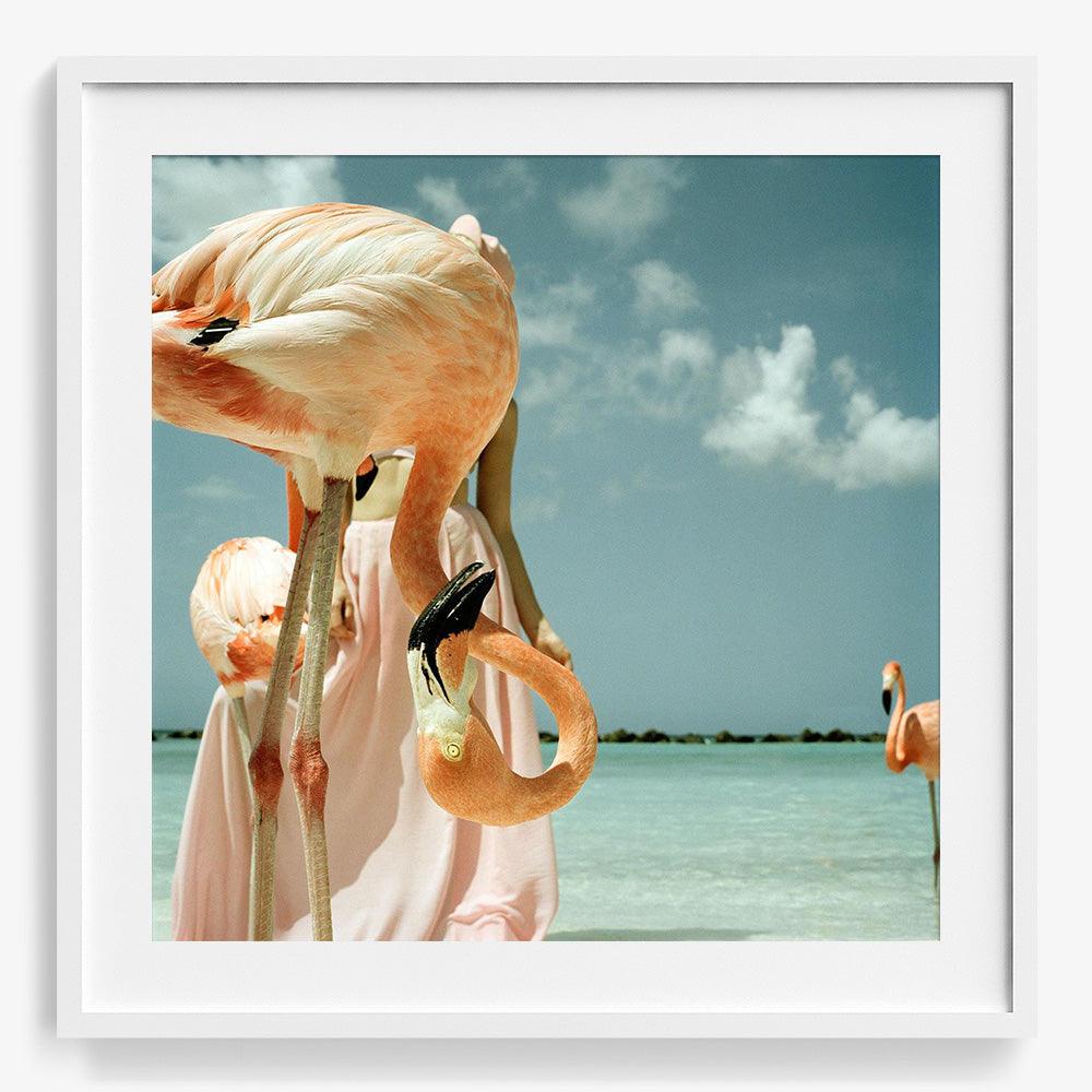 Flamingo 1, Photograph  by  Flamingo 1 Tappan
