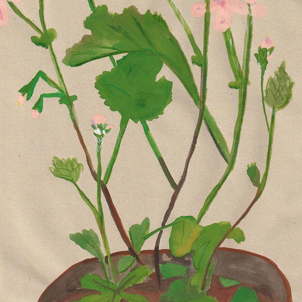 Geranium 04