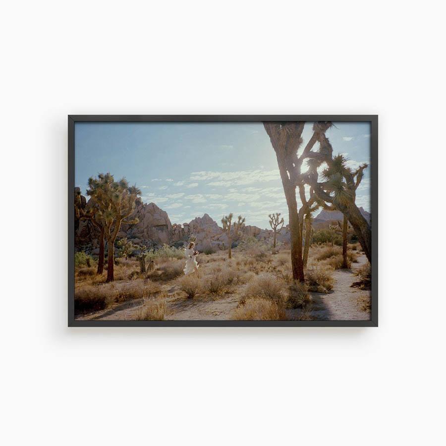 Untitled VIII (Joshua Tree), Photograph  by  Untitled VIII (Joshua Tree) Tappan