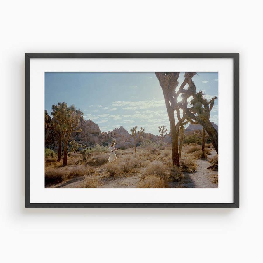 Untitled VIII (Joshua Tree), Photograph  by  Untitled VIII (Joshua Tree) Tappan