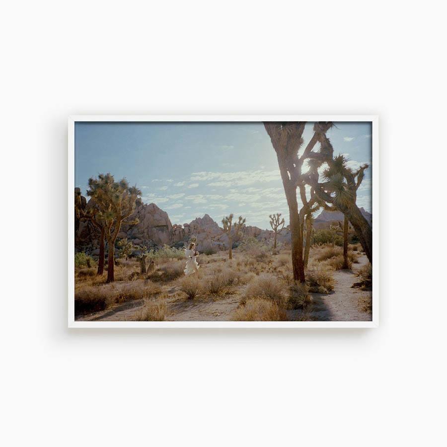 Untitled VIII (Joshua Tree), Photograph  by  Untitled VIII (Joshua Tree) Tappan