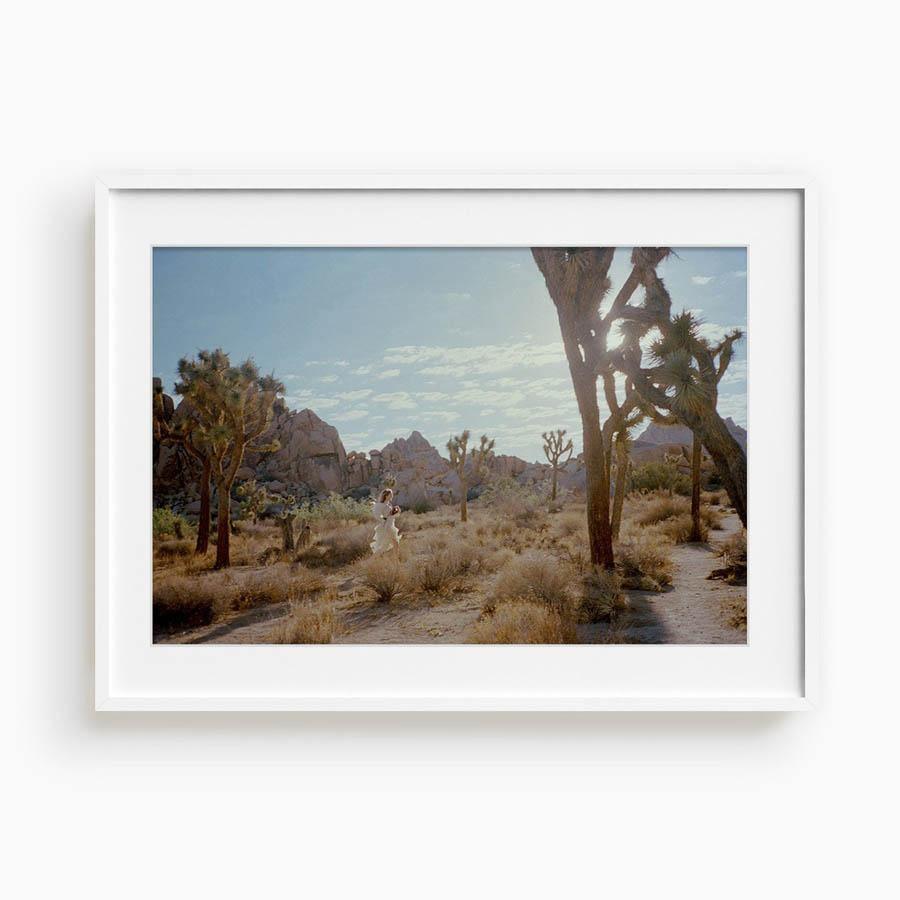 Untitled VIII (Joshua Tree), Photograph  by  Untitled VIII (Joshua Tree) Tappan