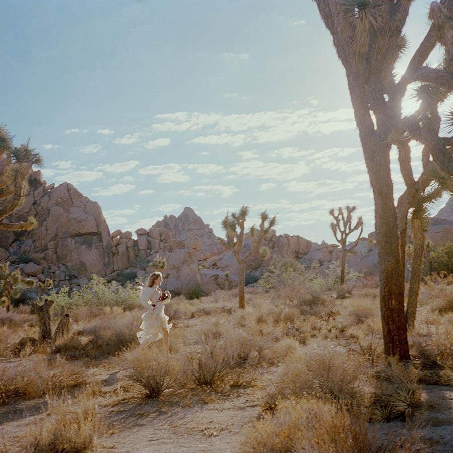 Untitled VIII (Joshua Tree), Photograph  by  Untitled VIII (Joshua Tree) Tappan