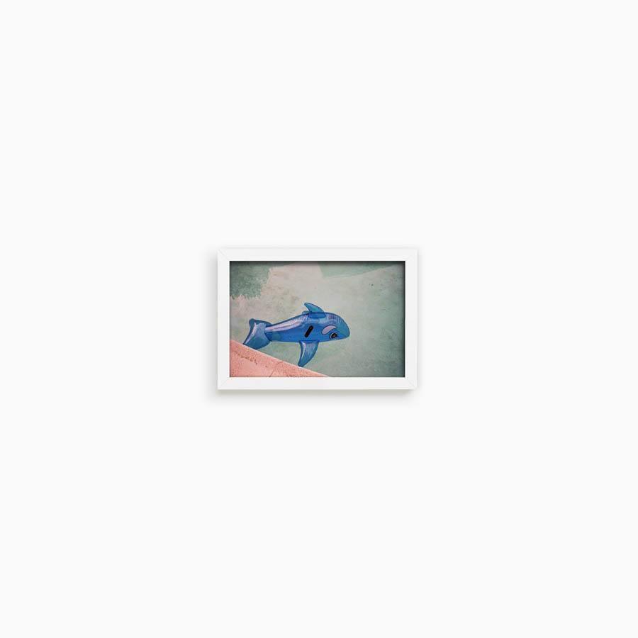 Whale in Pool, Photograph  by  Whale in Pool Tappan