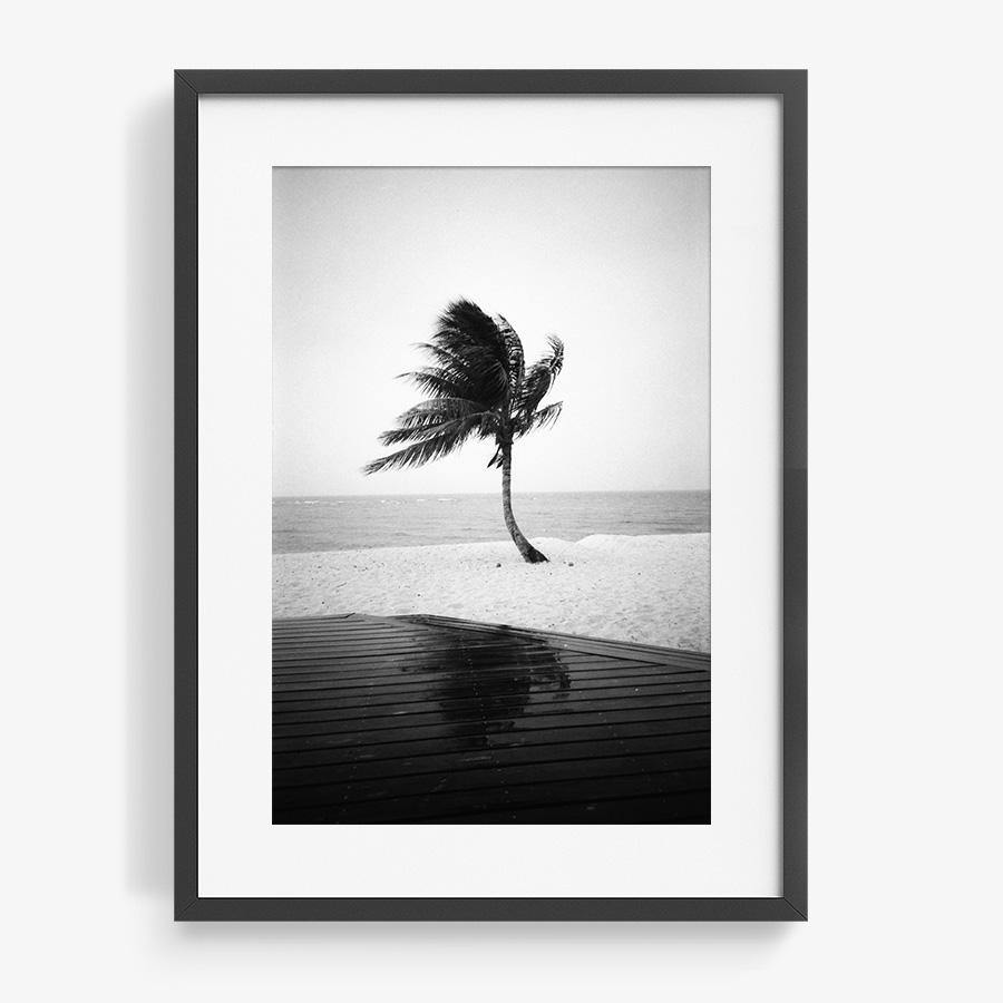 Fiji Palm, Photography  by  Fiji Palm Tappan