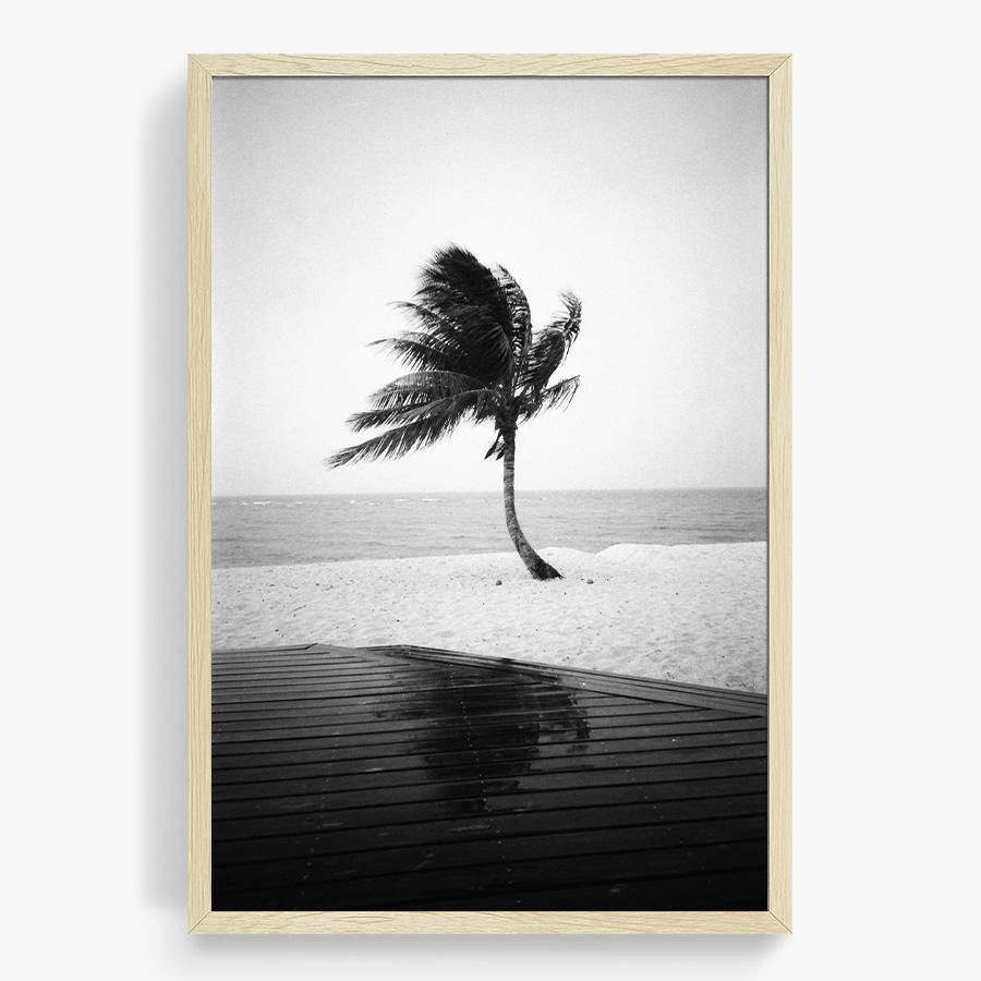 Fiji Palm, Photography  by  Fiji Palm Tappan