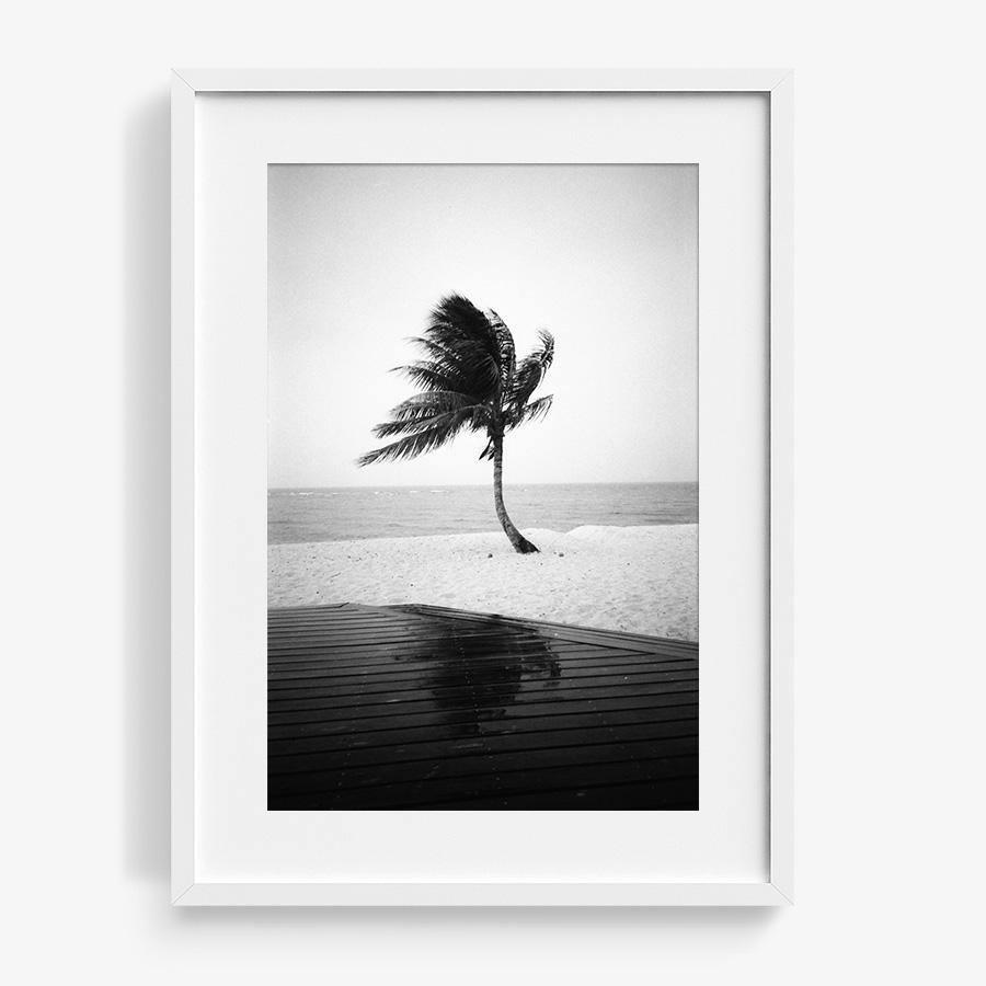 Fiji Palm, Photography  by  Fiji Palm Tappan