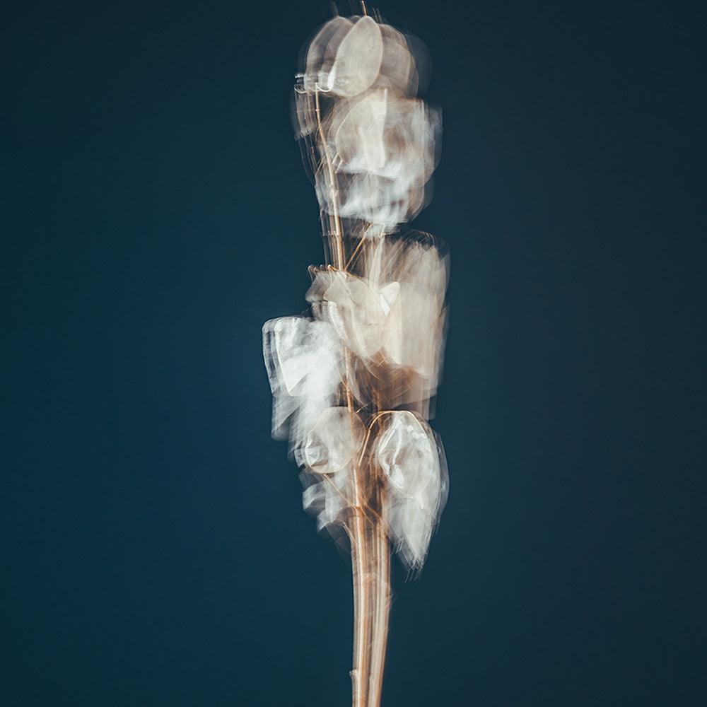 Photograph by Jan Prengel