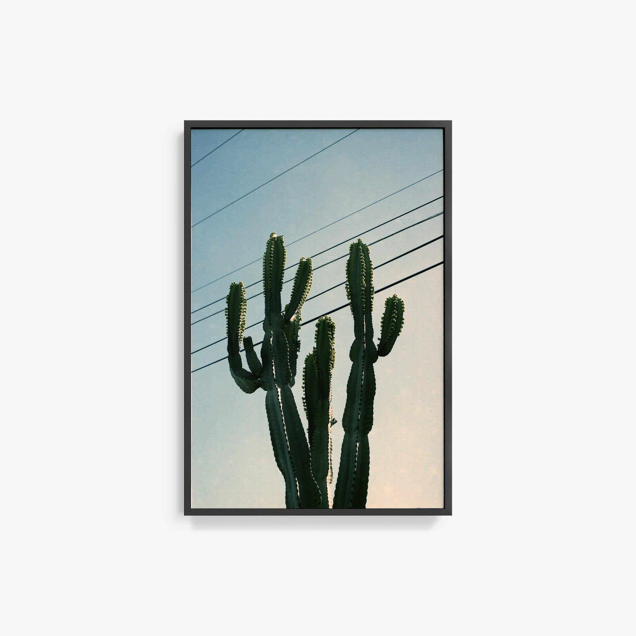 Baja Cactus, Photography  by  Baja Cactus Tappan