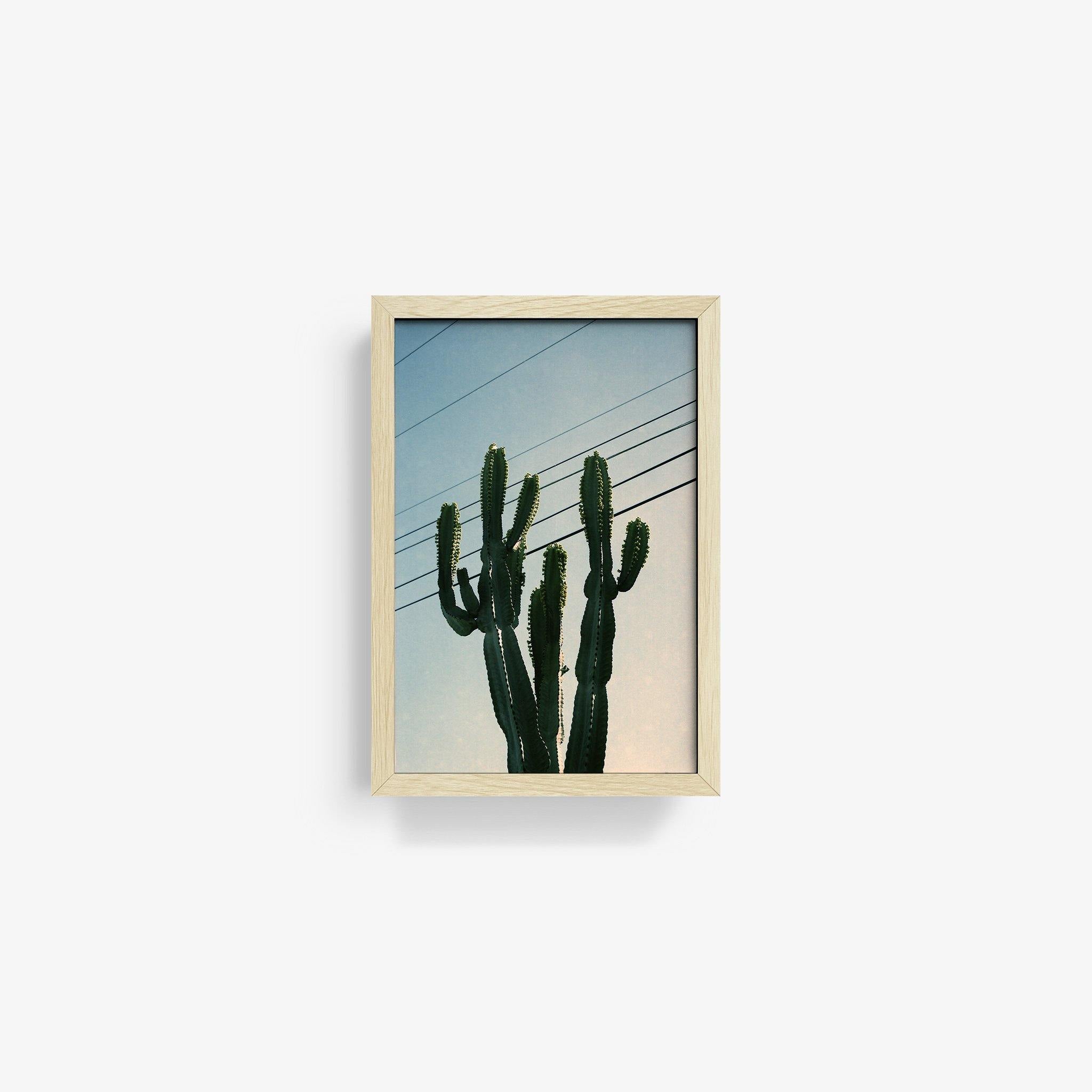 Baja Cactus, Photography  by  Baja Cactus Tappan