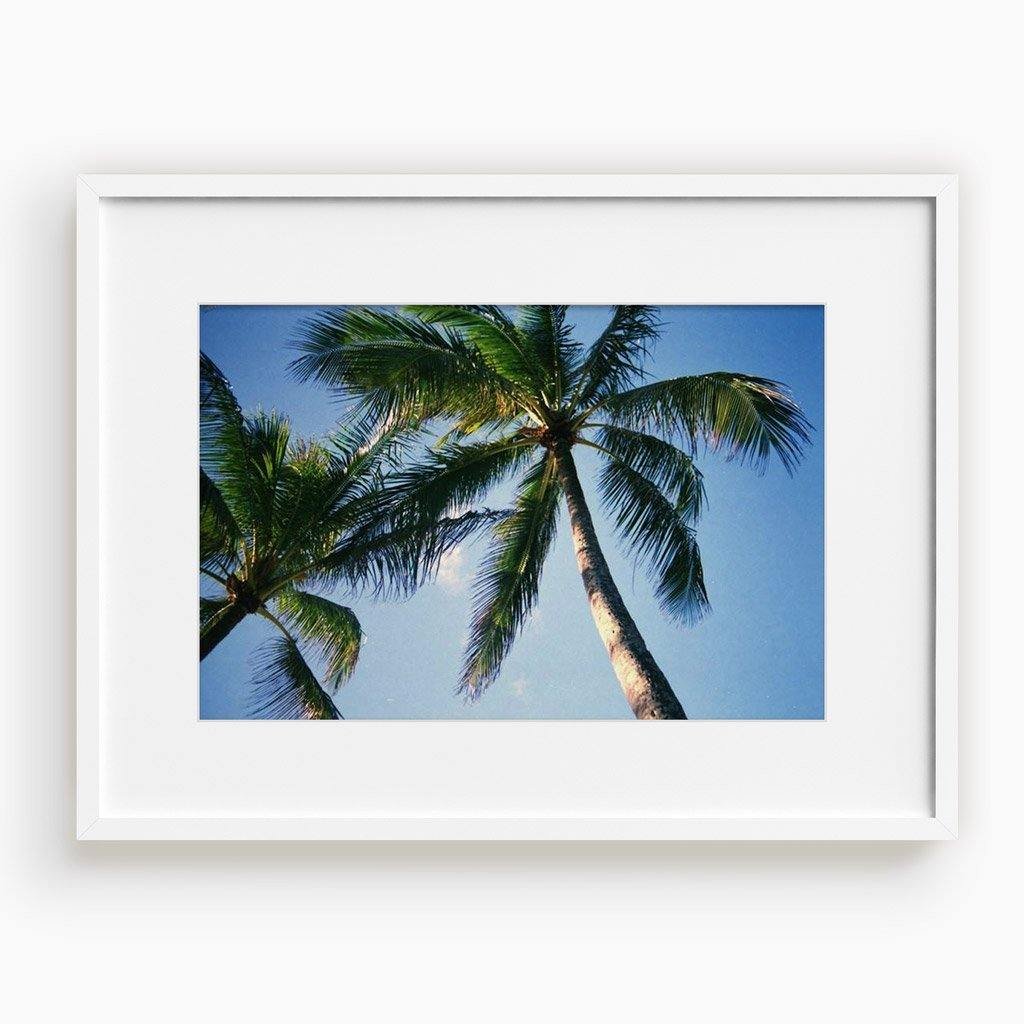 Blue Palm, Photograph  by  Blue Palm Tappan