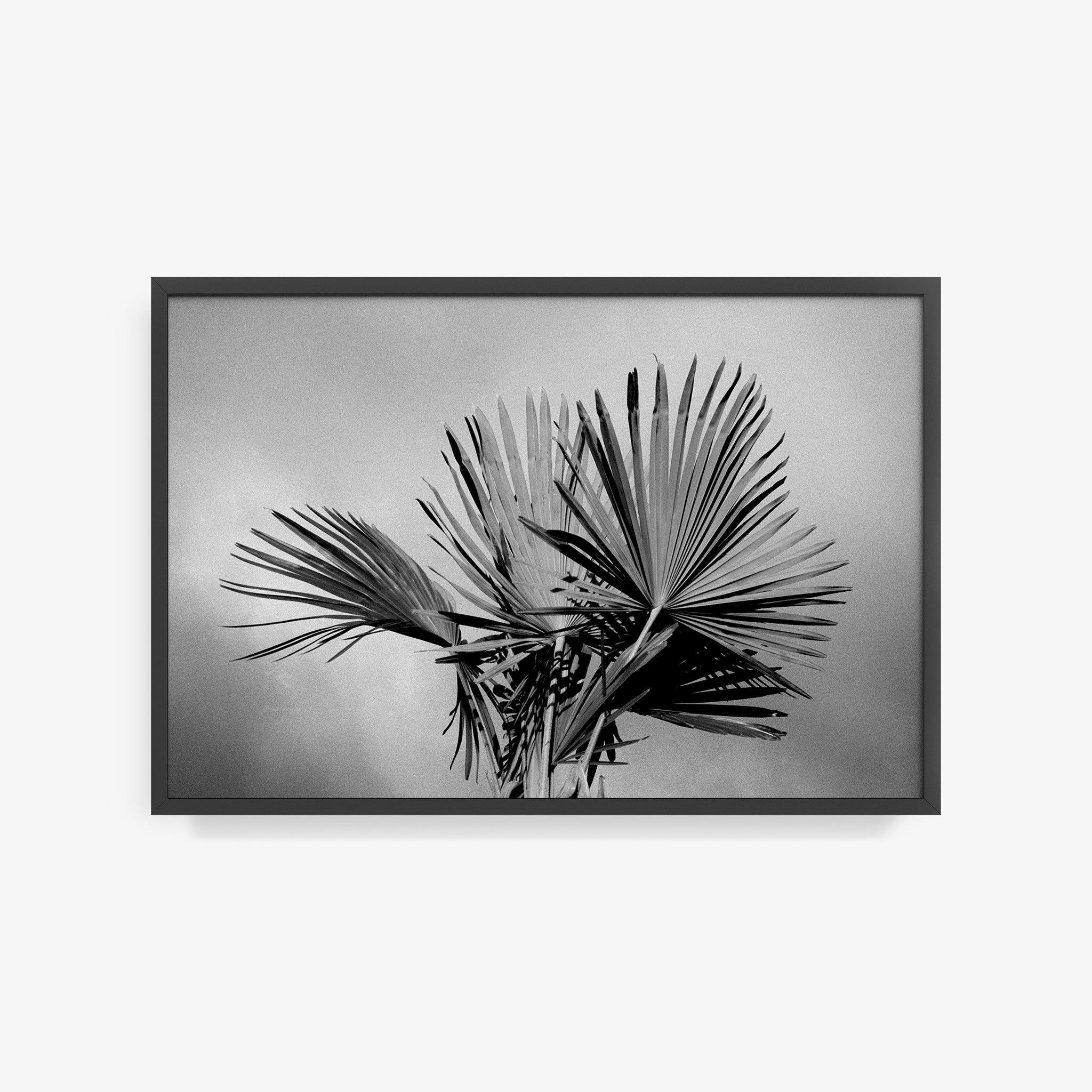 Palm, Photograph  by  Palm Tappan