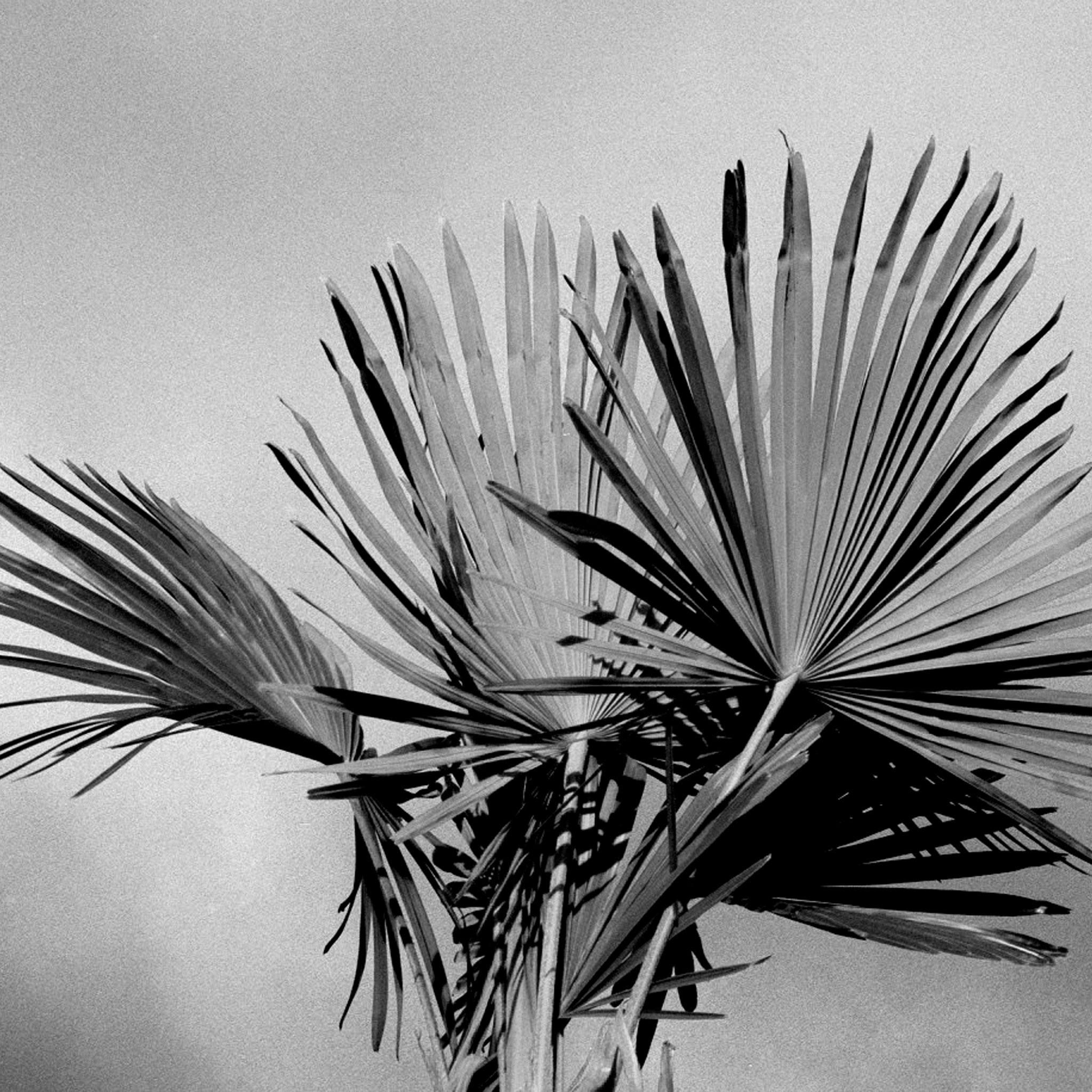 Palm, Photograph  by  Palm Tappan