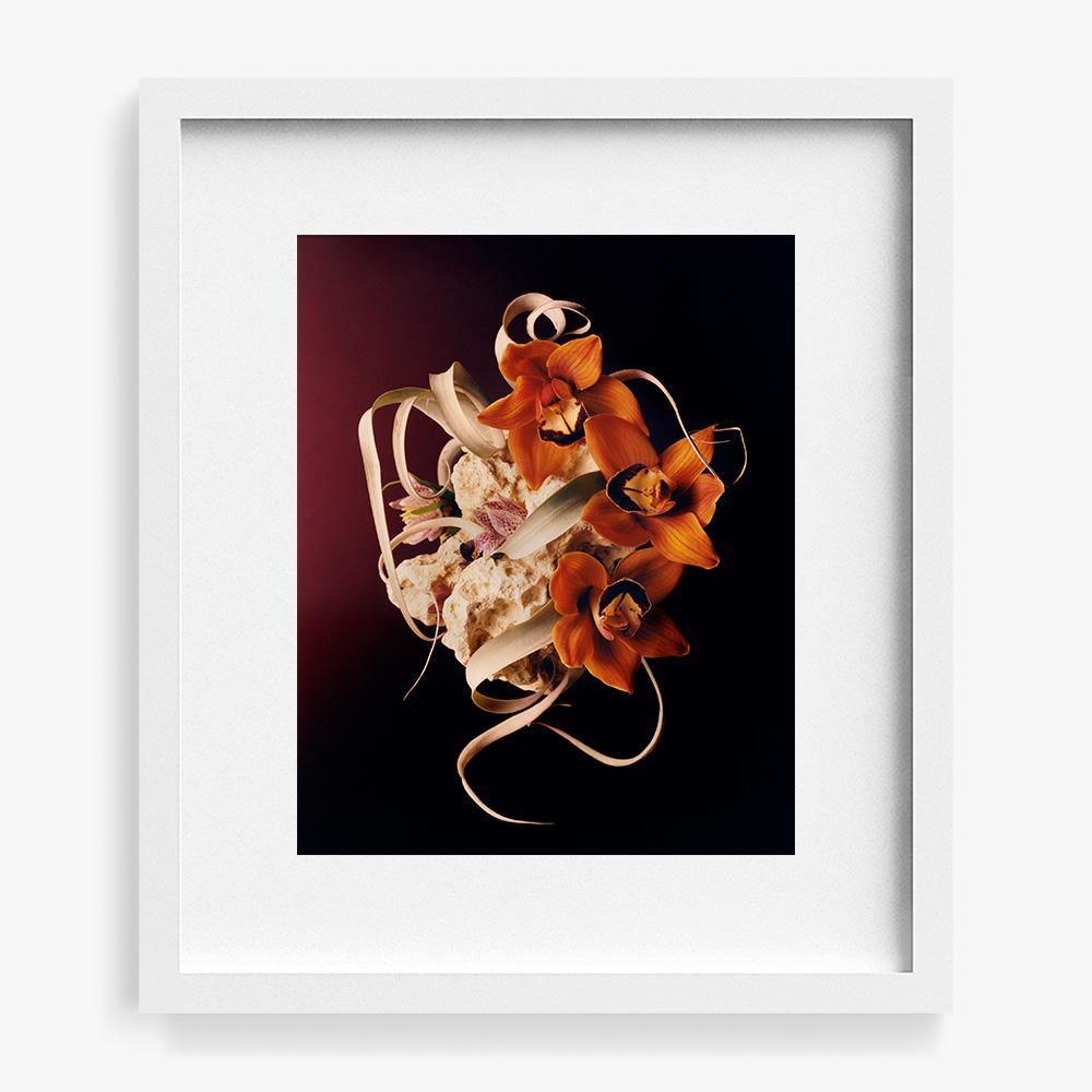 Coral 2, Photograph  by  Coral 2 Tappan