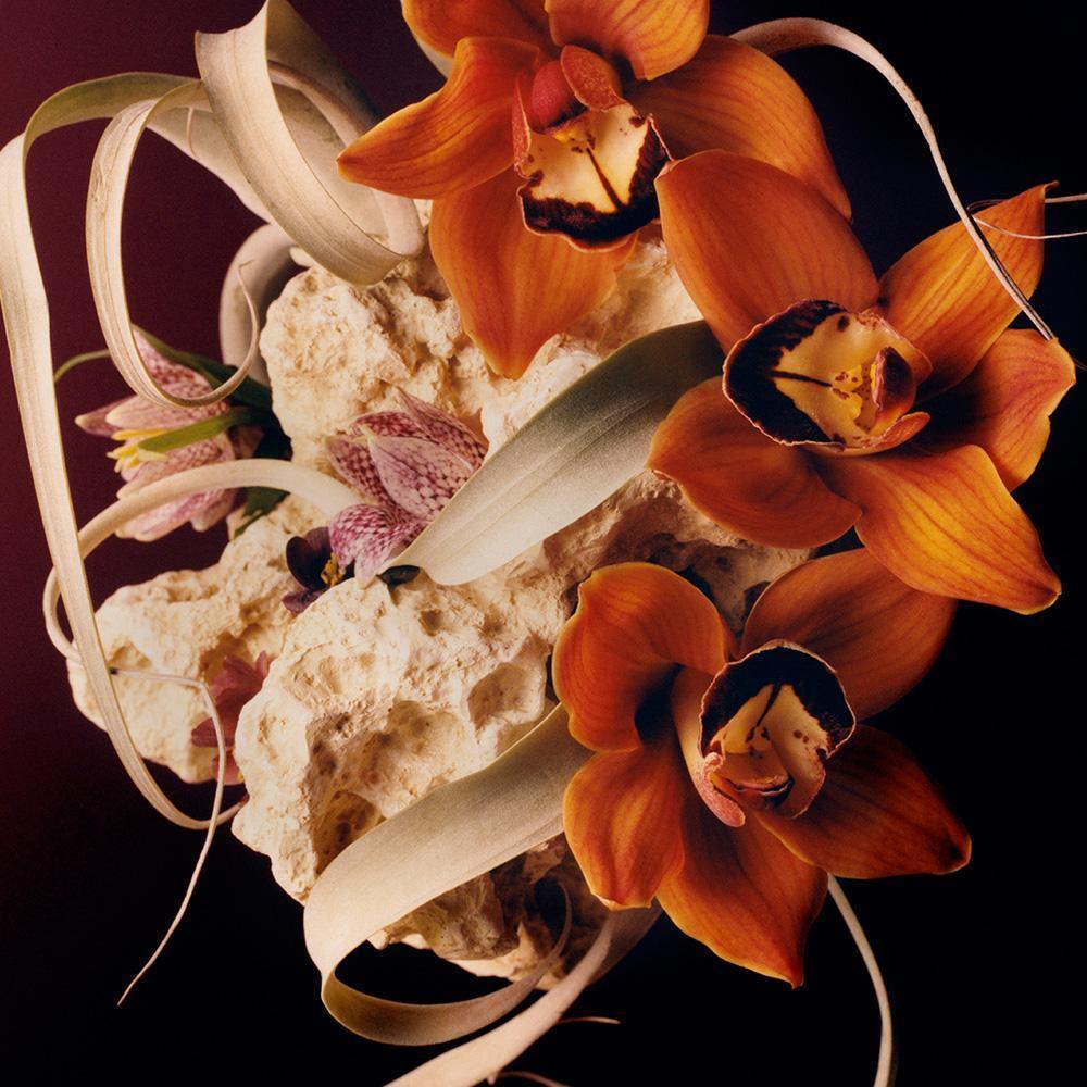 Coral 2, Photograph  by  Coral 2 Tappan