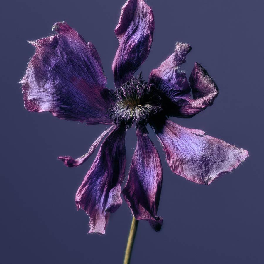 Anemone , Photography by Anemone Tappan