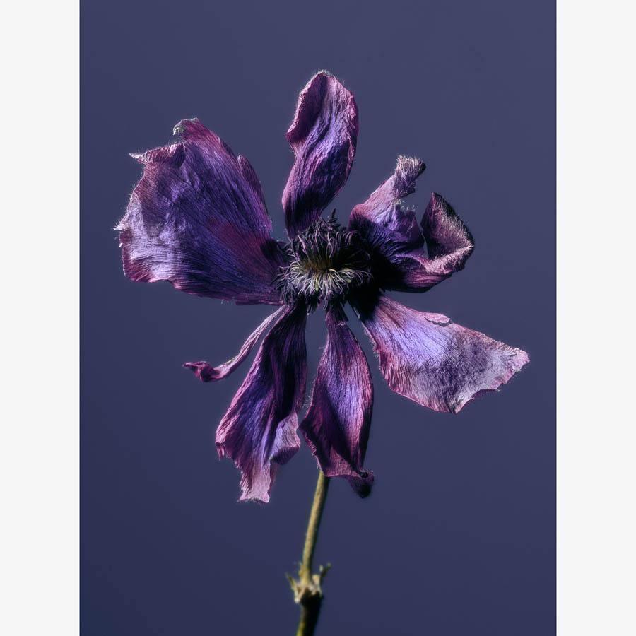 Anemone, Photography  by  Anemone Tappan