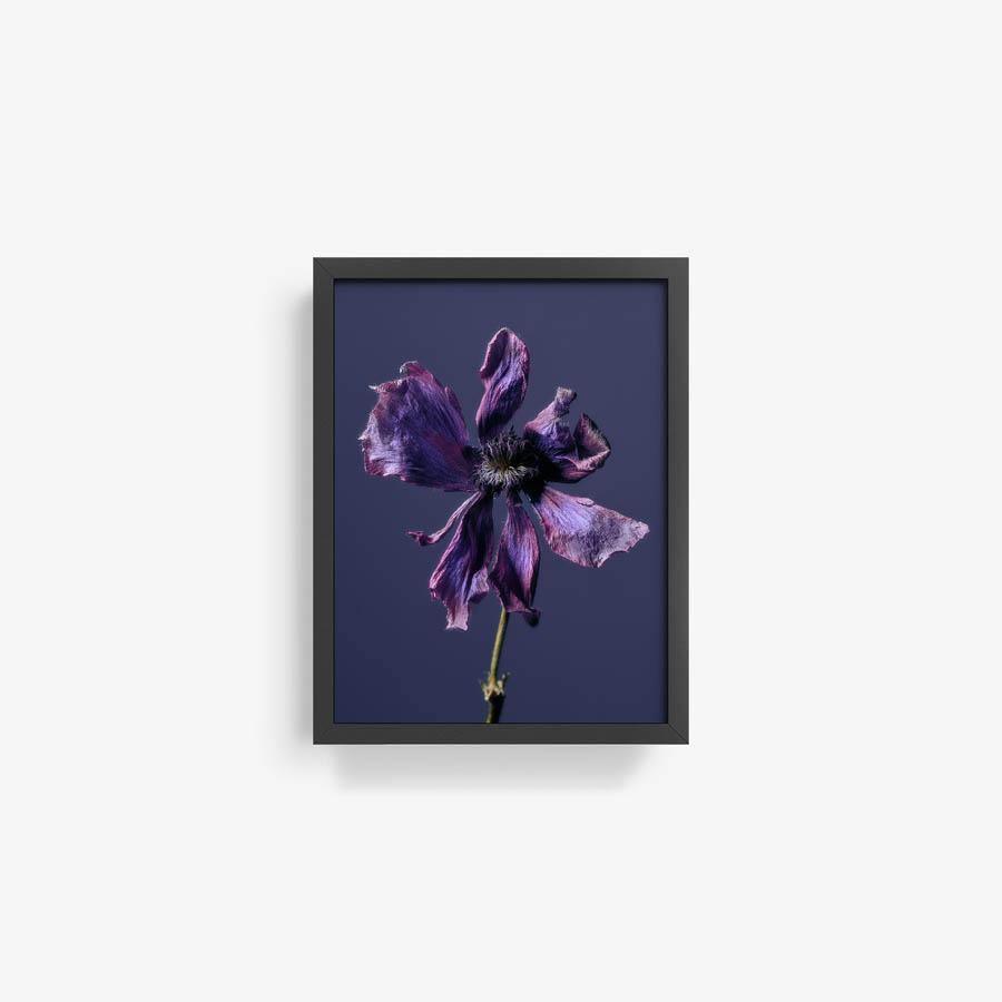 Anemone, Photography  by  Anemone Tappan