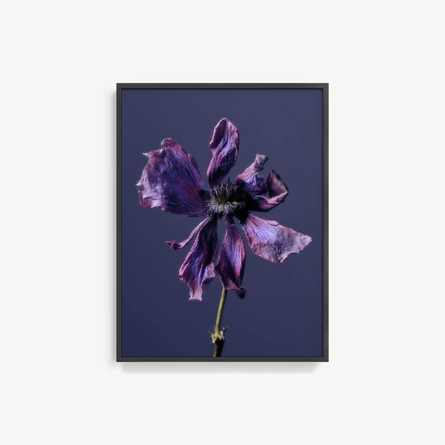 Anemone, Photography  by  Anemone Tappan