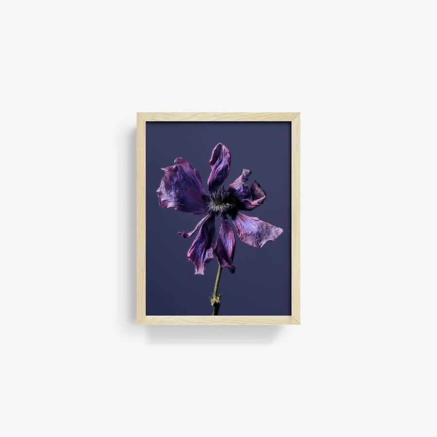 Anemone, Photography  by  Anemone Tappan