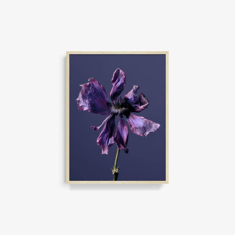 Anemone, Photography  by  Anemone Tappan