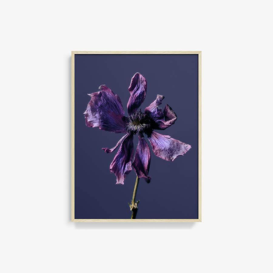 Anemone, Photography  by  Anemone Tappan